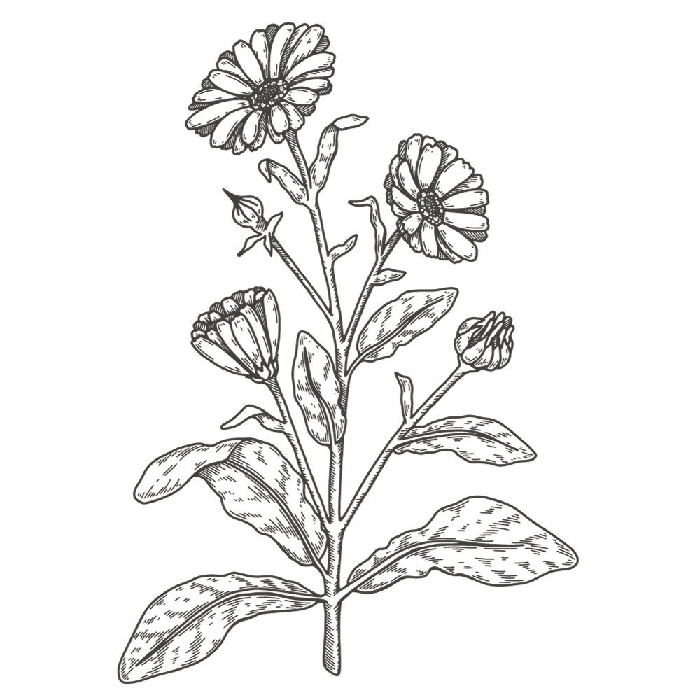 Logo fleur de calendula bio