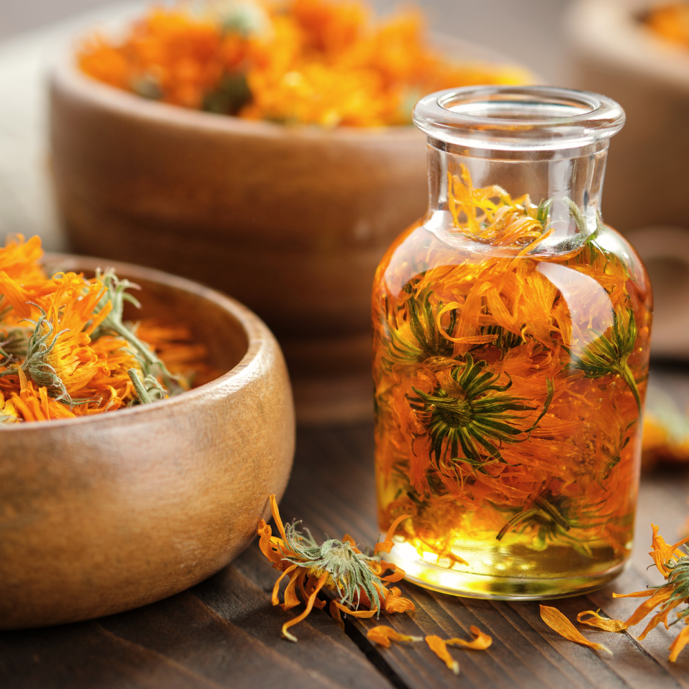 calendula fleurs bio