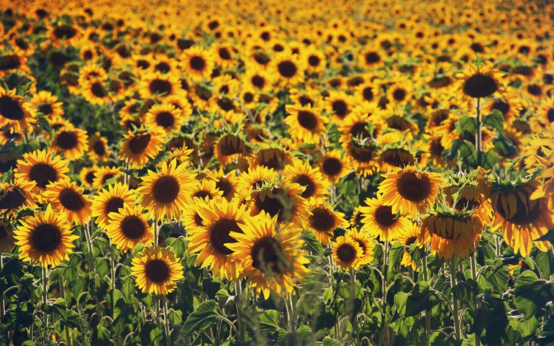 Huile de tournesol bio et locale