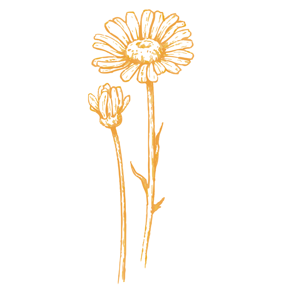 Fleur de calendula biologique france