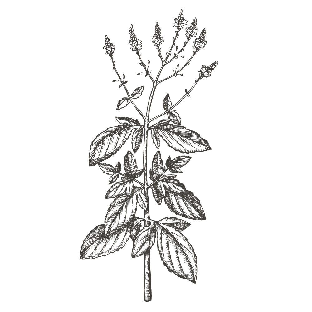 Verveine bio Savons Arthur