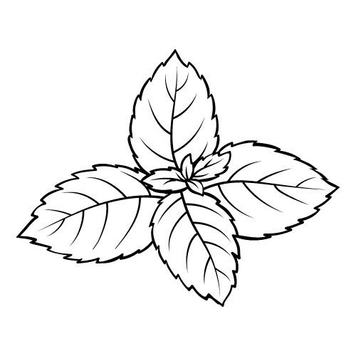Menthe poivrée biologique