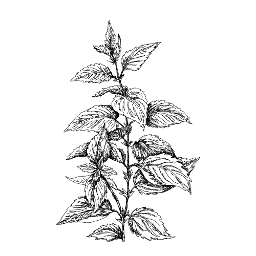 Poudre d'ortie bio apaisante